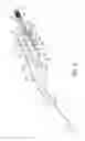 Fig. 03 - BIPOD