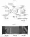 Fig. 06 - Cardiac stem cells and methods of identifying and using the same
