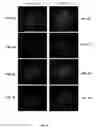 Fig. 07 - Color separation in planar waveguides using dichroic filters