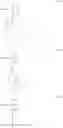 Fig. 47 - Method of pattern formation and method of producing polysilane resin precursor