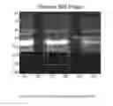 Fig. 41 - Adaptive background detection and signal quantification systems and methods