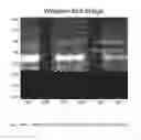 Fig. 46 - Adaptive background detection and signal quantification systems and methods