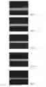 Fig. 02 - CONDUCTIVE PASTE COMPRISING LUBRICATING OILS AND SEMICONDUCTOR DEVICE
