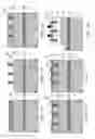 Fig. 08 - Electronic device using group III nitride semiconductor and its fabrication method