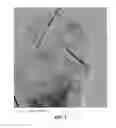 Fig. 06 - Process for flexible and shape-conformal rope-shape alkali metal-sulfur batteries