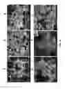 Fig. 09 - CATHODE FOR LITHIUM AIR BATTERY HAVING IMPROVED CAPACITY