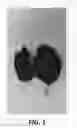 Fig. 02 - Apple tree named 'Gradisca'