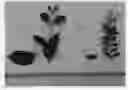 Fig. 01 - Acmena plant named 'VICLOW'