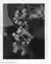 Fig. 05 - Acmena plant named 'VICLOW'
