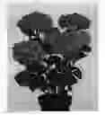 Fig. 01 - Hydrangea plant named 'Hortmamore'