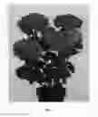 Fig. 02 - Hydrangea plant named 'Hortmamore'
