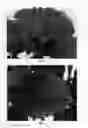 Fig. 03 - Hydrangea plant named 'Hortmamore'