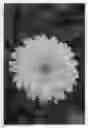 Fig. 01 - Calendula plant named 'KERCALSUN'