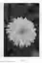 Fig. 02 - Calendula plant named 'KERCALSUN'