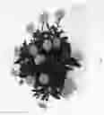 Fig. 04 - Calendula plant named 'KERCALSUN'