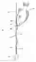 Fig. 01 - Deepwater fish release device