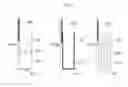 Fig. 04 - Containers for liquid nitrogen storage of semen straws