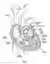 Fig. 02 - Prosthetic heart valve deployment systems