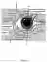 Fig. 06 - Assessing Temperature Tolerance of Eyelids for Treating Meibomian Gland Dysfunction (MGD) and Dry Eye