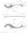 Fig. 06 - Soft Tissue Massage Tools
