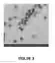 Fig. 03 - Curcumin-loaded nanoemulsions, method of manufacture, and method of preventive treatment using the same