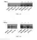 Fig. 20 - Milk-derived microvesicle compositions and related methods