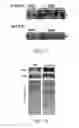 Fig. 22 - Milk-derived microvesicle compositions and related methods