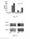 Fig. 24 - Milk-derived microvesicle compositions and related methods