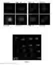Fig. 02 - Biodegradable Microcapsules Containing Filling Material