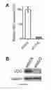 Fig. 02 - Methods of diagnosing and treating cancer