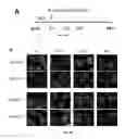 Fig. 15 - Methods of diagnosing and treating cancer