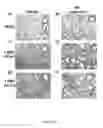 Fig. 08 - COMPOSITIONS AND METHODS FOR THE TREATMENT OF VIRAL INFECTION