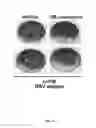 Fig. 10 - COMPOSITIONS AND METHODS FOR THE TREATMENT OF VIRAL INFECTION