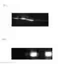 Fig. 02 - Method of painting micro vesicles