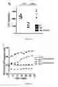 Fig. 06 - METHODS AND PHARMACEUTICAL COMPOSITIONS FOR INHIBITING LYMPHOCYTE PROLIFERATION IN A SUBJECT IN NEED THEREOF
