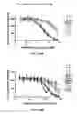 Fig. 42 - Checkpoint regulator antagonists
