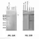 Fig. 45 - Checkpoint regulator antagonists