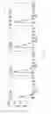 Fig. 04 - Method to achieve extended expression of DNA infused into liver
