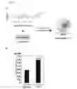 Fig. 08 - Carrier for use in delivering drug, conjugate, composition comprising same, and method for administrating same