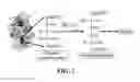 Fig. 02 - IMMOBILIZATION OF BIOMOLECULES BY SELF-ASSEMBLED NANOSTRUCTURES
