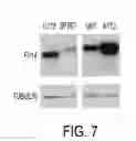 Fig. 08 - Targeted structure-specific particulate delivery systems