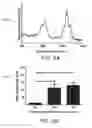Fig. 07 - Extracellular matrix (ECM) mixture and ECM scaffolds made with same