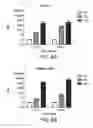 Fig. 09 - Extracellular matrix (ECM) mixture and ECM scaffolds made with same