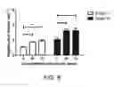 Fig. 12 - Extracellular matrix (ECM) mixture and ECM scaffolds made with same