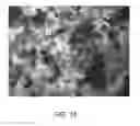 Fig. 19 - Extracellular matrix (ECM) mixture and ECM scaffolds made with same