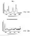 Fig. 22 - Extracellular matrix (ECM) mixture and ECM scaffolds made with same