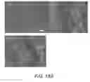 Fig. 24 - Extracellular matrix (ECM) mixture and ECM scaffolds made with same