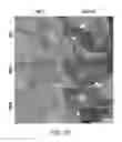Fig. 27 - Extracellular matrix (ECM) mixture and ECM scaffolds made with same
