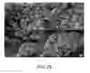 Fig. 29 - Extracellular matrix (ECM) mixture and ECM scaffolds made with same