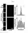Fig. 17 - Collagen compositions and methods of use